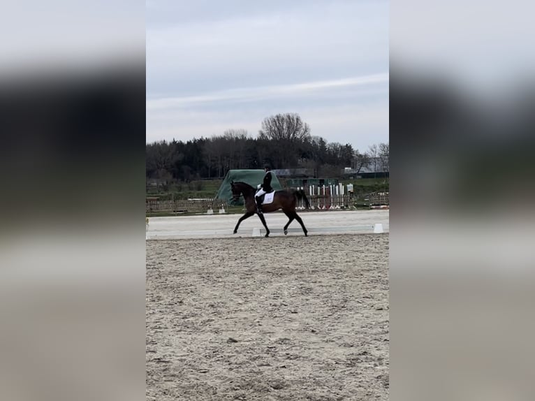 Hannoveraner Stute 18 Jahre 164 cm Brauner in eyendorf