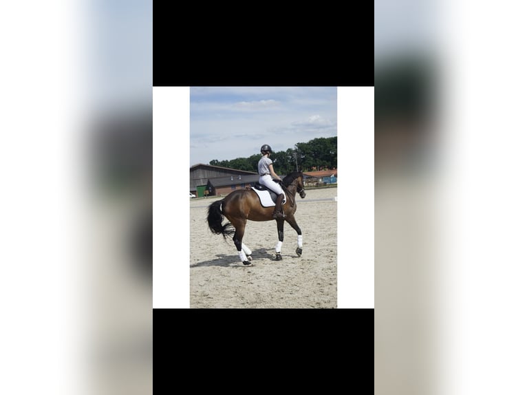 Hannoveraner Stute 18 Jahre 164 cm Brauner in eyendorf
