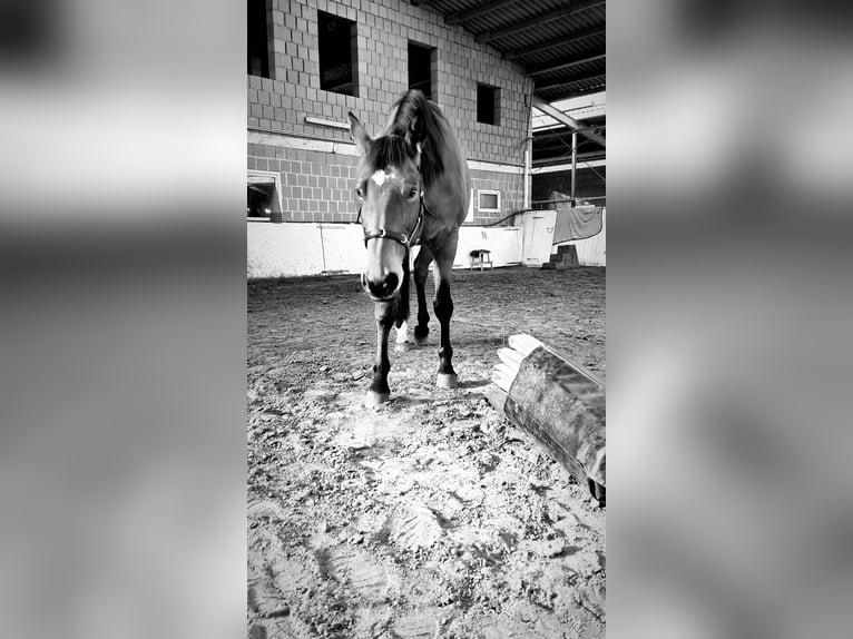 Hannoveraner Stute 18 Jahre 164 cm Brauner in Münster