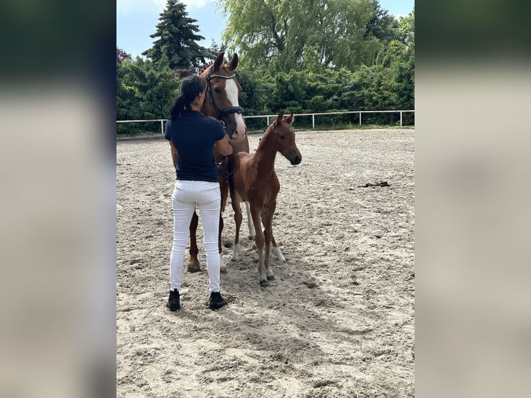 Hannoveraner Stute 18 Jahre 164 cm Fuchs in Weitenhagen