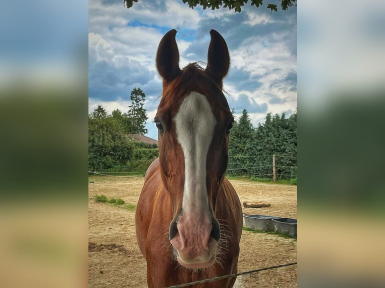 Hannoveraner Stute 18 Jahre 164 cm Fuchs in Weitenhagen
