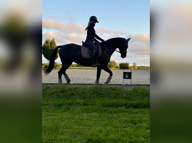 Hannoveraner Stute 18 Jahre 164 cm Rappe in Jerrishoe