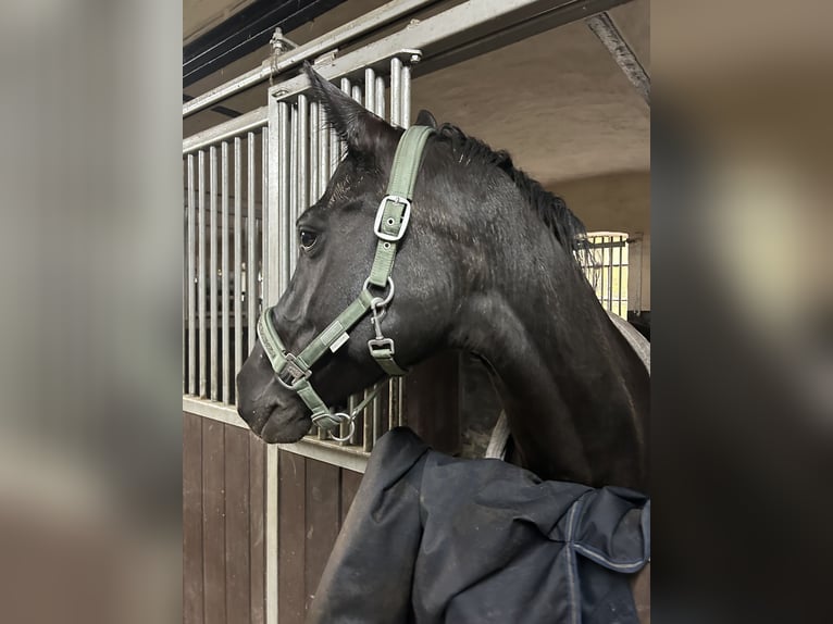 Hannoveraner Stute 18 Jahre 164 cm Rappe in Jerrishoe