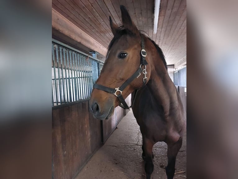Hannoveraner Stute 18 Jahre 165 cm Brauner in Seelze