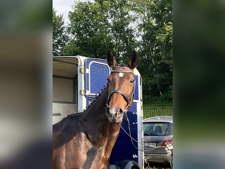 Hannoveraner Stute 18 Jahre 165 cm Brauner in Aulosen