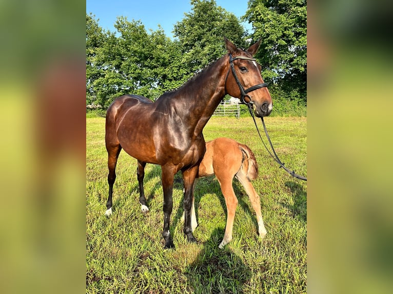 Hannoveraner Stute 18 Jahre 165 cm Brauner in Aulosen