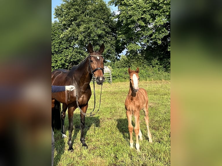 Hannoveraner Stute 18 Jahre 165 cm Brauner in Aulosen