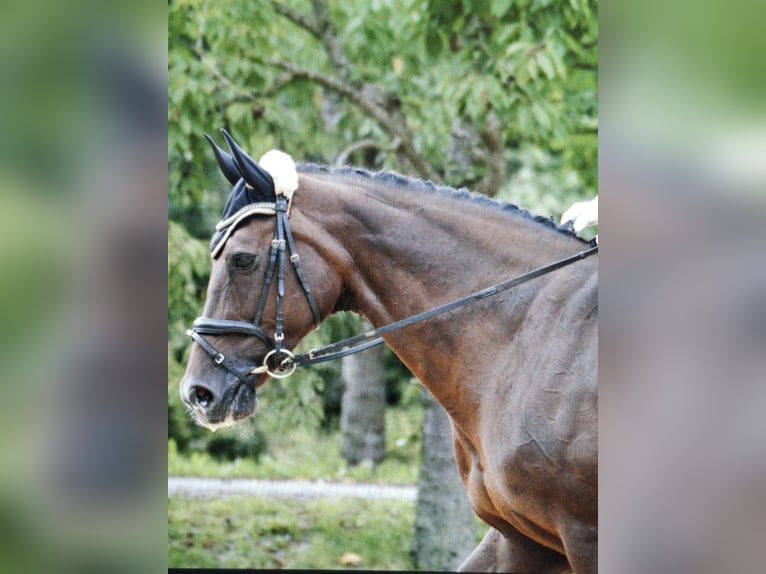 Hannoveraner Stute 18 Jahre 165 cm Dunkelfuchs in Wels