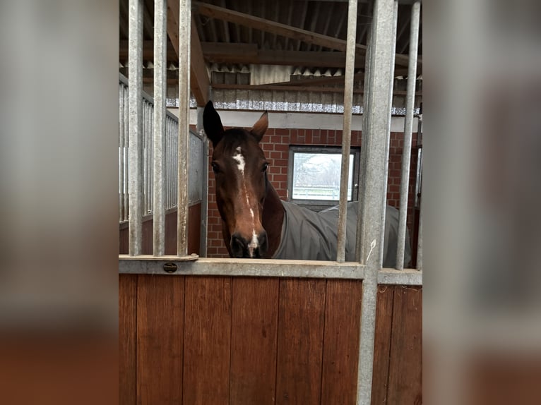 Hannoveraner Stute 18 Jahre 167 cm Brauner in Frelsdorf
