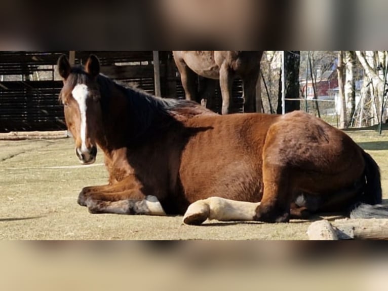 Hannoveraner Stute 18 Jahre 167 cm Brauner in Rossau