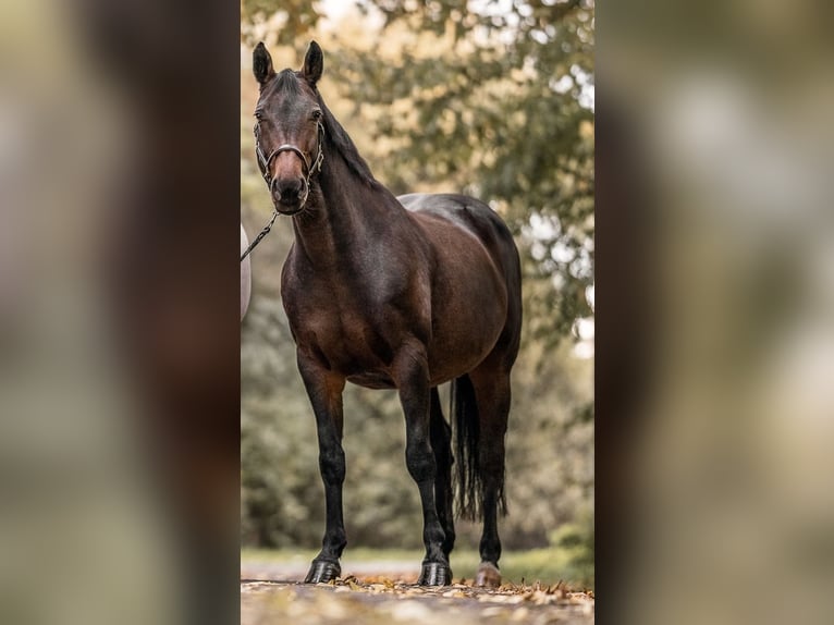Hannoveraner Stute 18 Jahre 167 cm Brauner in Moringen