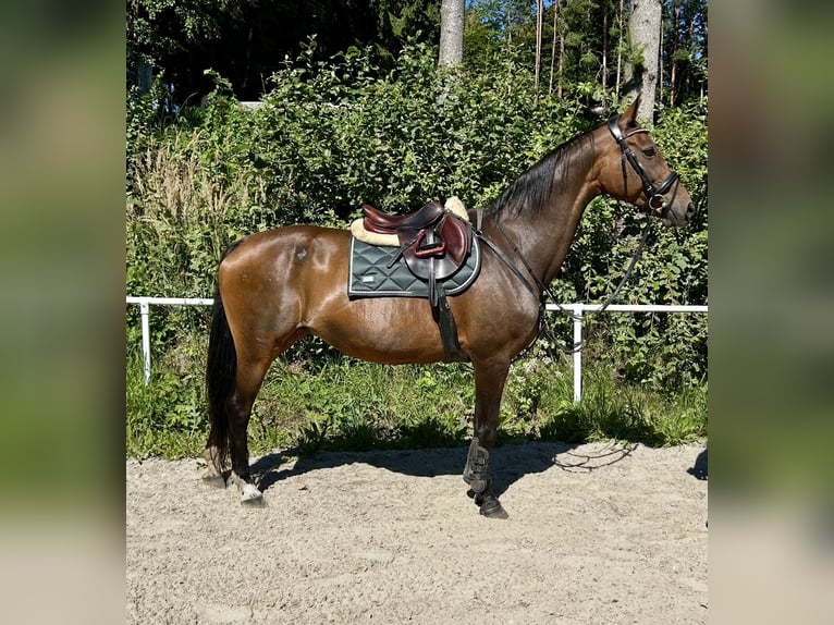 Hannoveraner Stute 18 Jahre 167 cm Dunkelbrauner in Pelmberg