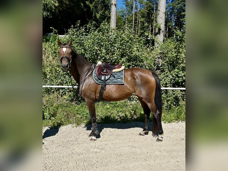 Hannoveraner Stute 18 Jahre 167 cm Dunkelbrauner in Pelmberg