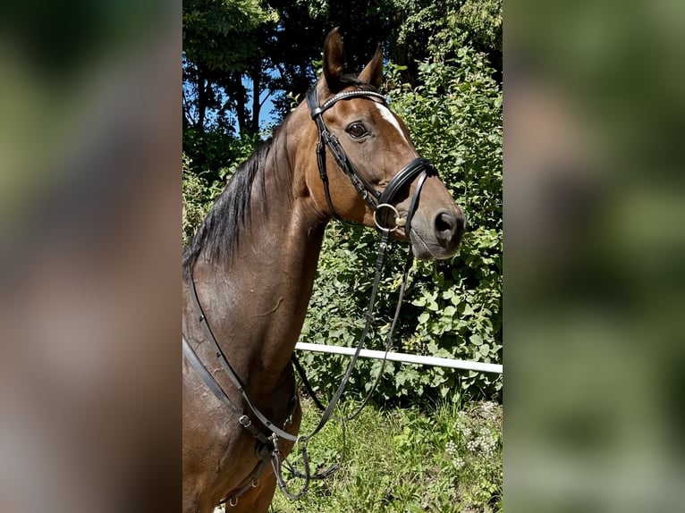 Hannoveraner Stute 18 Jahre 167 cm Dunkelbrauner in Pelmberg