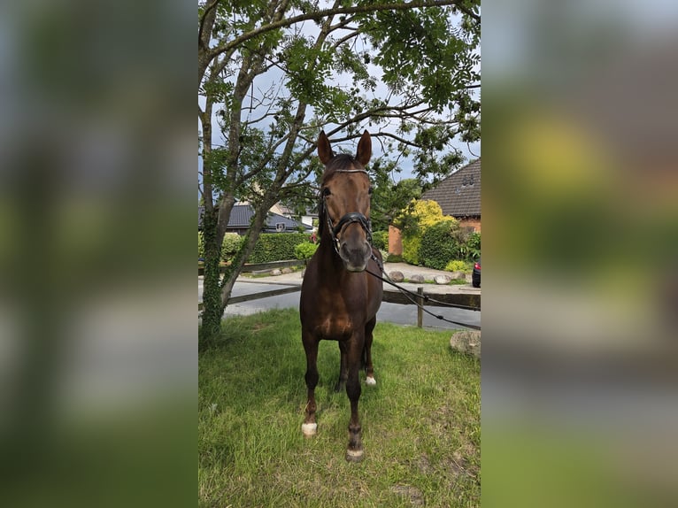 Hannoveraner Stute 18 Jahre 167 cm Dunkelfuchs in Loxstedt