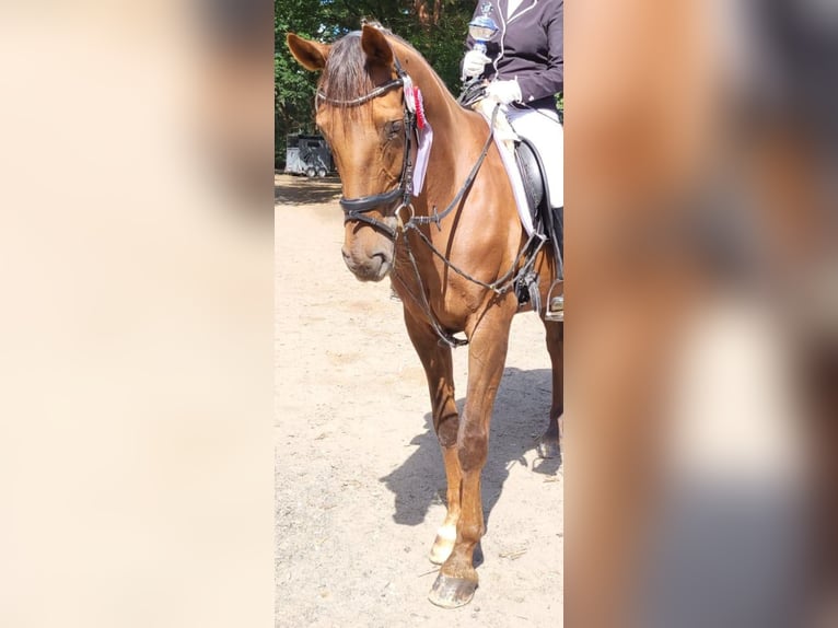 Hannoveraner Stute 18 Jahre 167 cm Dunkelfuchs in Loxstedt