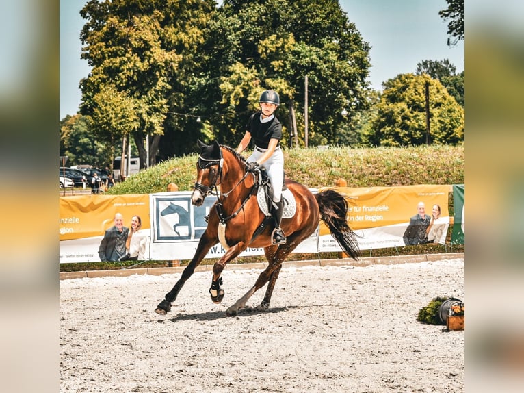 Hannoveraner Stute 18 Jahre 168 cm Dunkelfuchs in Springe