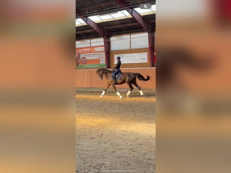 Hannoveraner Stute 18 Jahre 168 cm Dunkelfuchs in Springe