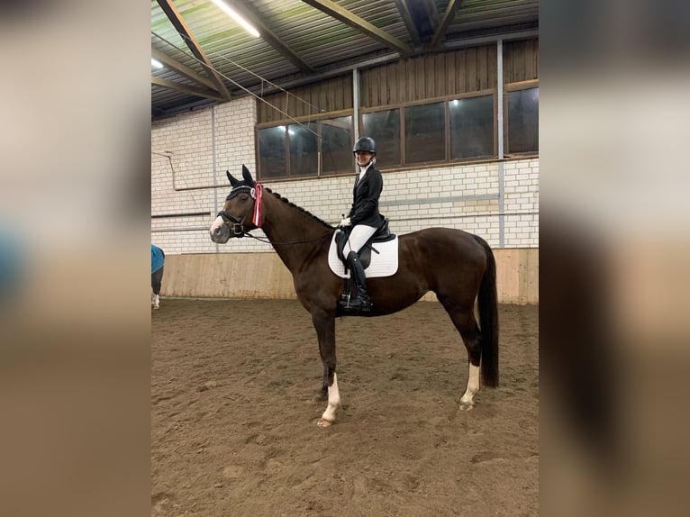 Hannoveraner Stute 18 Jahre 168 cm Dunkelfuchs in Springe