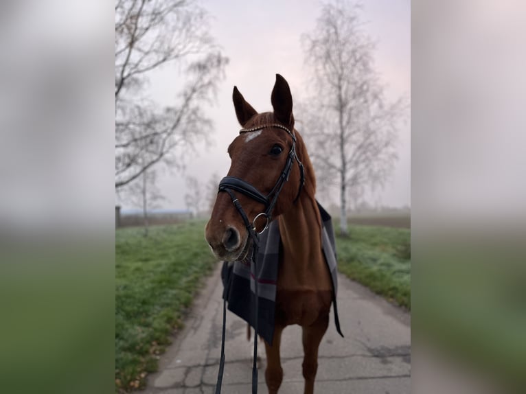 Hannoveraner Stute 18 Jahre 168 cm Fuchs in Mannheim