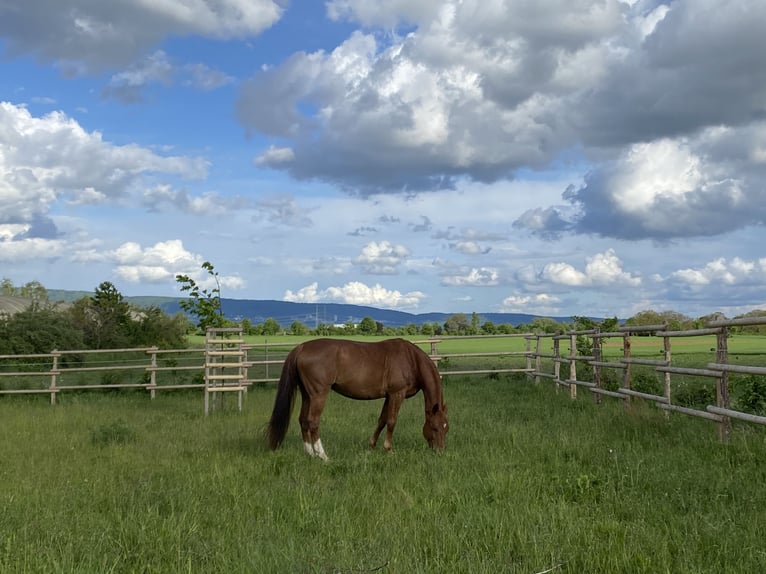 Hannoveraner Stute 18 Jahre 168 cm Fuchs in Mannheim
