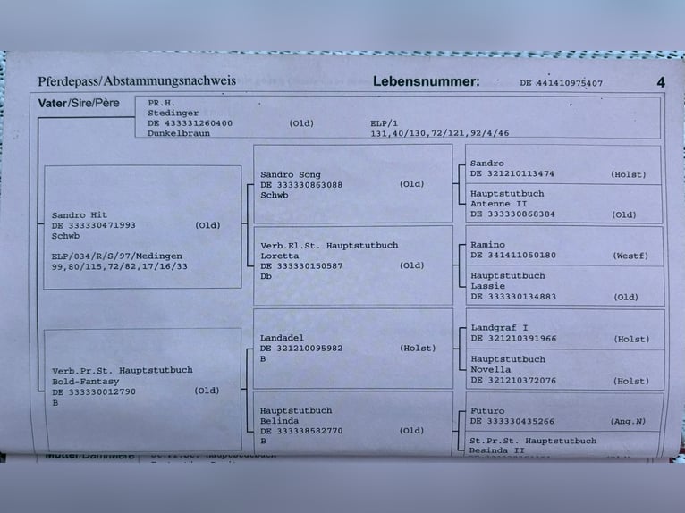 Hannoveraner Stute 18 Jahre 170 cm Brauner in Verl