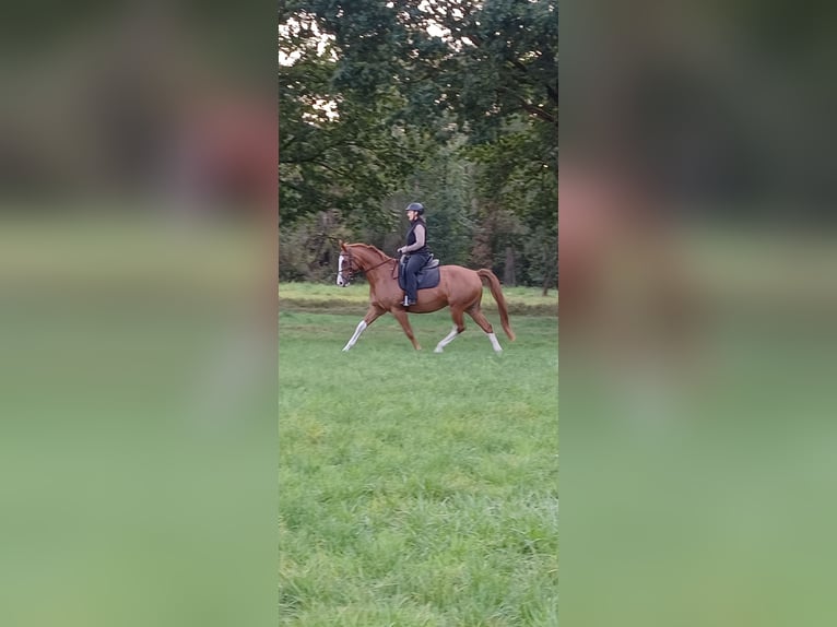 Hannoveraner Stute 18 Jahre 170 cm  in Embsen