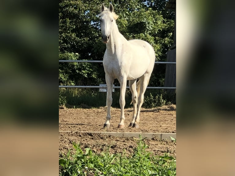 Hannoveraner Stute 18 Jahre 170 cm Schimmel in Rohr in Niederbayern