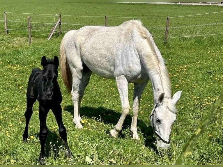 Hannoveraner Stute 18 Jahre 170 cm Schimmel in Rohr in Niederbayern