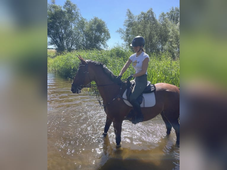 Hannoveraner Stute 18 Jahre 172 cm Brauner in Gübs