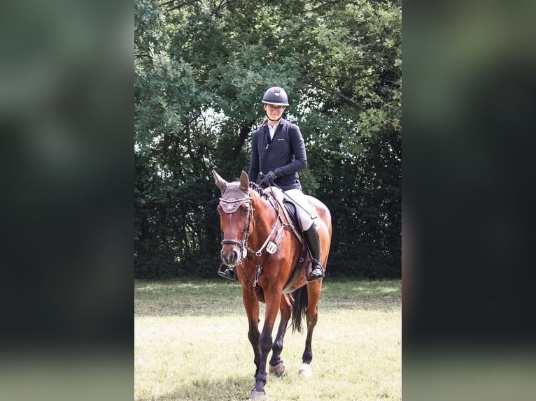 Hannoveraner Stute 18 Jahre 172 cm Brauner in Gübs