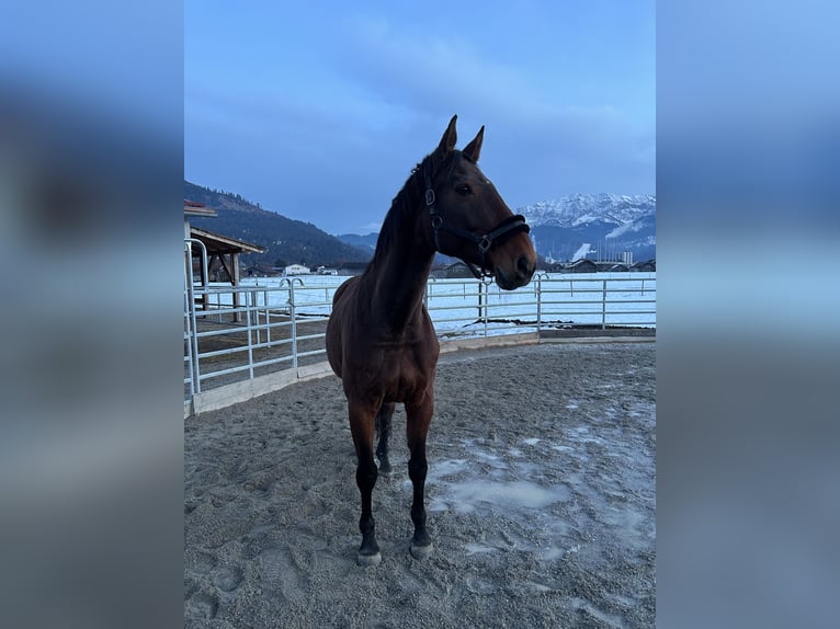 Hannoveraner Stute 18 Jahre 175 cm  in Garmisch-Partenkirchen