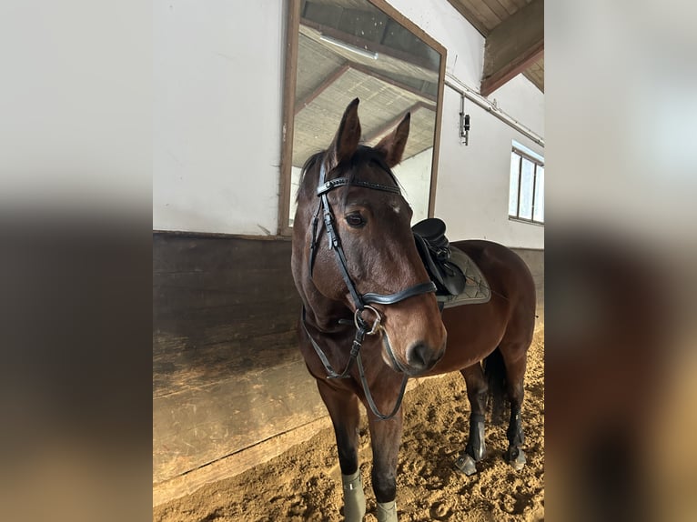 Hannoveraner Stute 18 Jahre 175 cm  in Garmisch-Partenkirchen