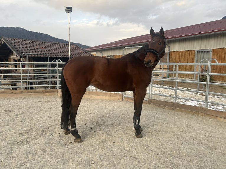 Hannoveraner Stute 18 Jahre 175 cm  in Garmisch-Partenkirchen