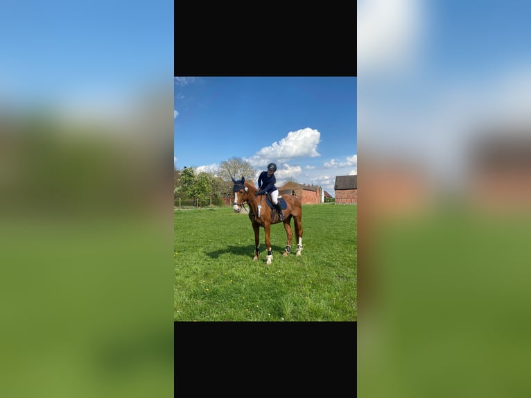 Hannoveraner Stute 18 Jahre 176 cm Fuchs in Lindenberg