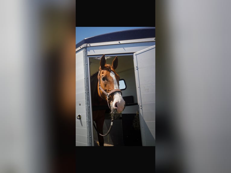 Hannoveraner Stute 18 Jahre 176 cm Fuchs in Lindenberg