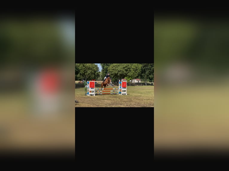 Hannoveraner Stute 18 Jahre 176 cm Fuchs in Lindenberg