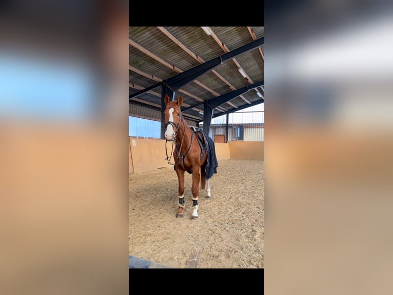 Hannoveraner Stute 18 Jahre 176 cm Fuchs in Lindenberg