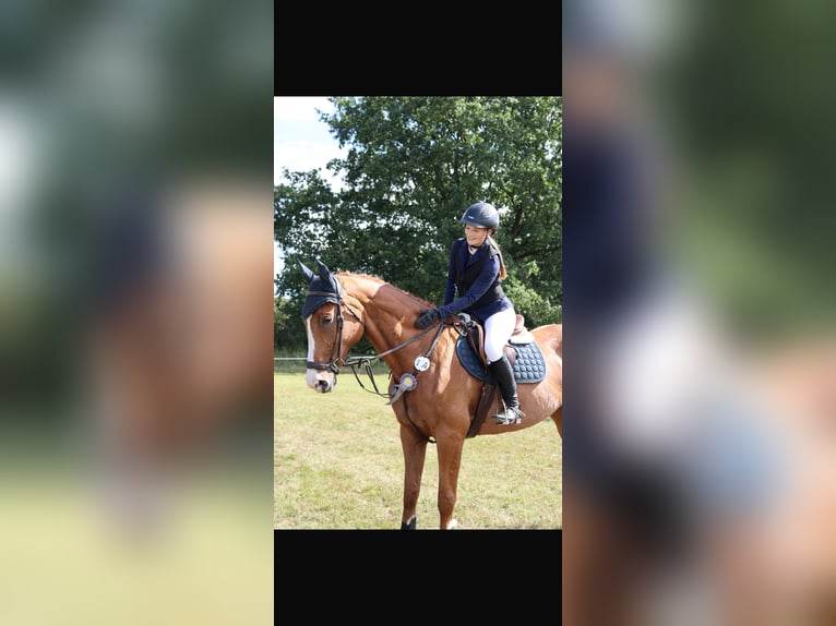 Hannoveraner Stute 18 Jahre 176 cm Fuchs in Lindenberg