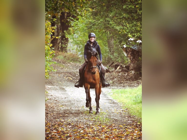 Hannoveraner Stute 19 Jahre 162 cm Brauner in Sundern