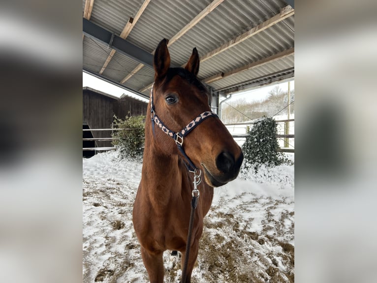 Hannoveraner Stute 19 Jahre 162 cm Brauner in Sundern