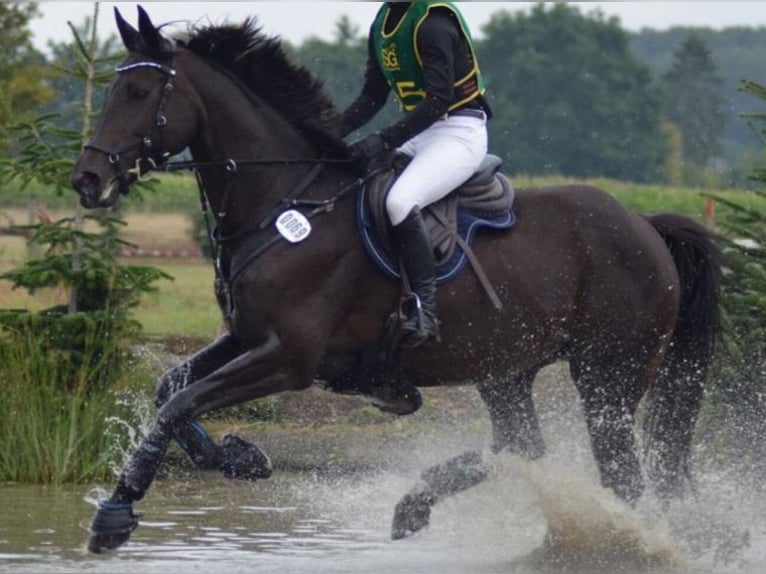 Hannoveraner Stute 19 Jahre 163 cm Dunkelbrauner in Schermbeck