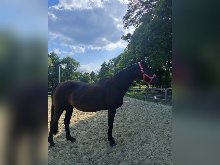 Hannoveraner Stute 19 Jahre 163 cm Dunkelbrauner in Schermbeck