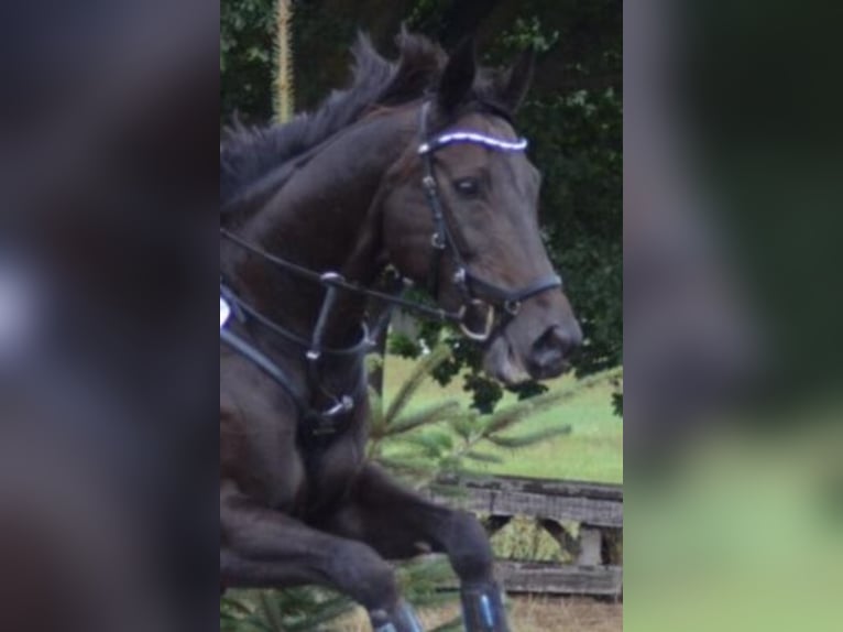 Hannoveraner Stute 19 Jahre 163 cm Dunkelbrauner in Schermbeck