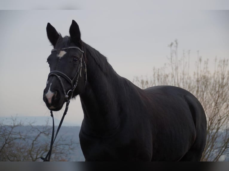 Hannoveraner Stute 19 Jahre 163 cm Rappe in Tübingen