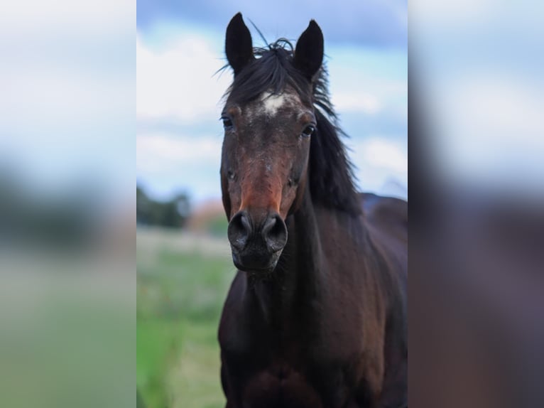 Hannoveraner Stute 19 Jahre 165 cm Brauner in Norden NorddeichNorden