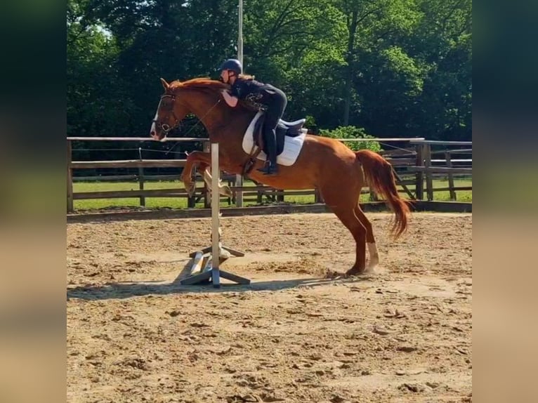 Hannoveraner Stute 19 Jahre 165 cm Fuchs in Walsrode