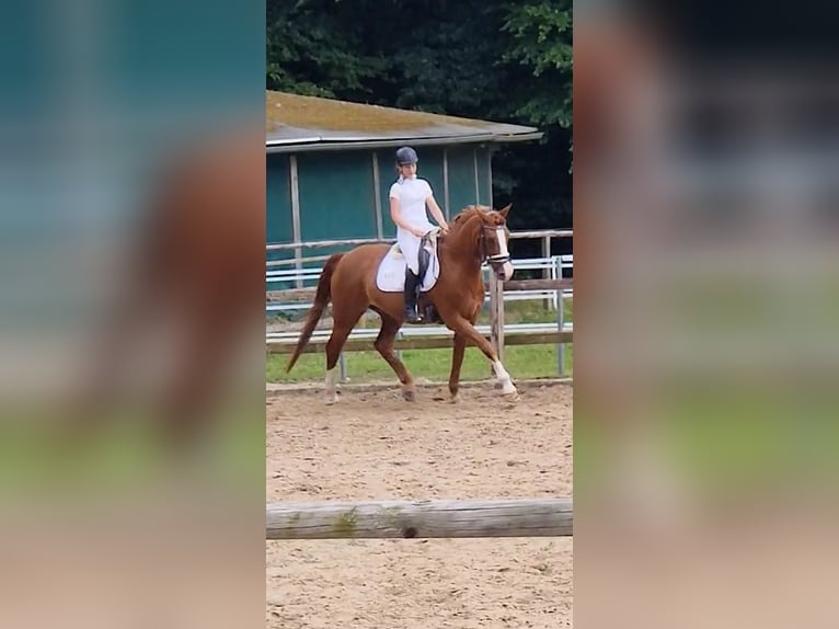 Hannoveraner Stute 19 Jahre 165 cm Fuchs in Walsrode