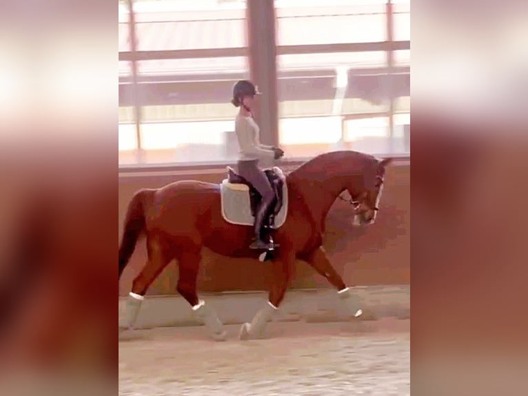 Hannoveraner Stute 19 Jahre 165 cm Fuchs in Walsrode