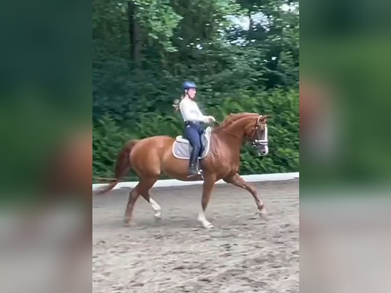 Hannoveraner Stute 19 Jahre 165 cm Fuchs in Walsrode